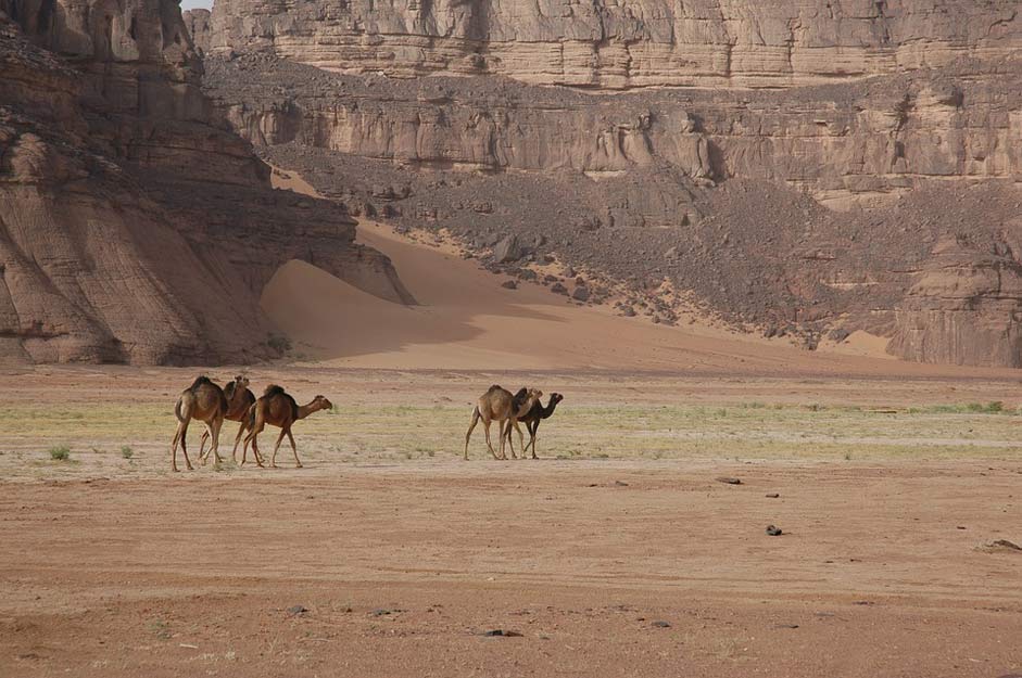 Camels Desert Sahara Algeria