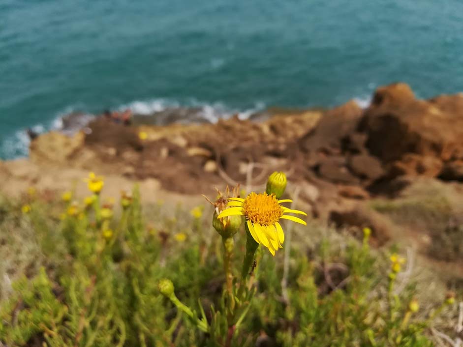Summer-Flowers Nature Sea Flower