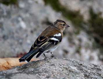 Chaffinch Bird Andorra Female Picture