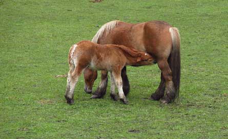Horses Nature Mammal Feeding Picture