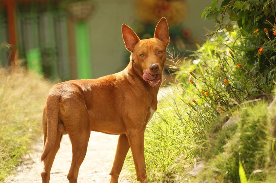 Armenia Canine Dog-Domestic Animalia