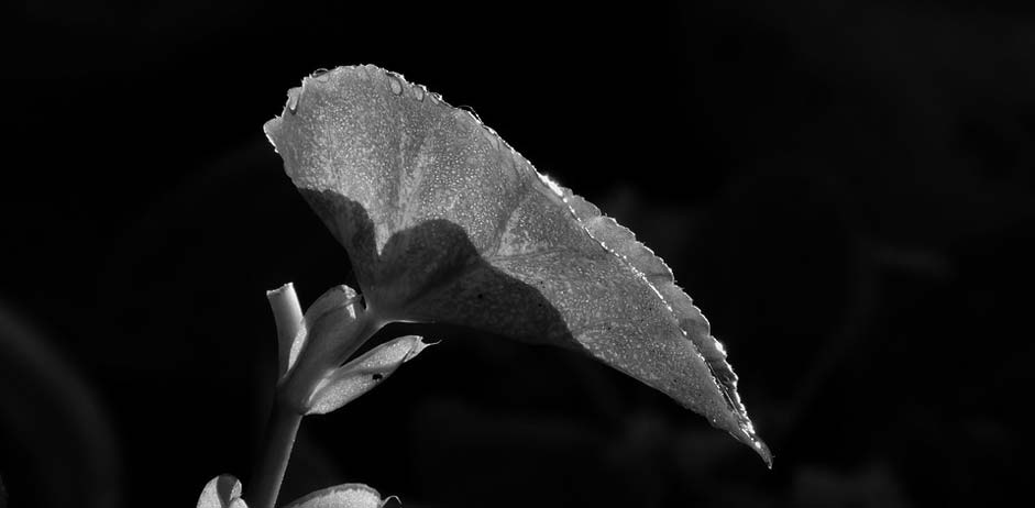 Garden Nature Leaf Black-And-White