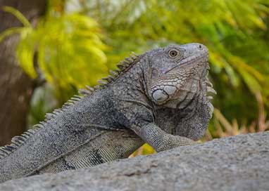 Lizard Reptile Animal Iguana Picture