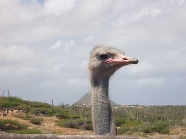 Ostrich Head Bird Aruba Picture