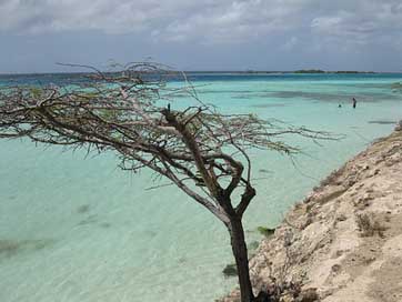 Aruba Scenic Beach Tree Picture