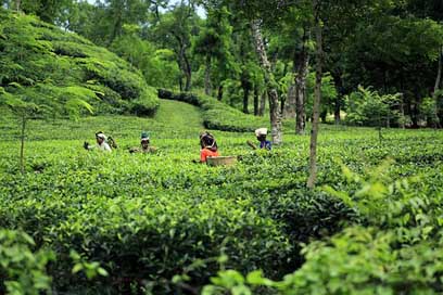 Bangladesh  Garden Tea Picture