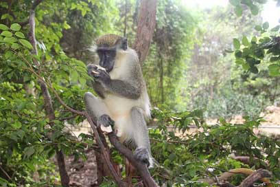 Monkey Forest Nature Barbados Picture