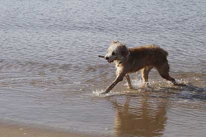 Barbado-Da-Terceira  Portugal Dog Picture