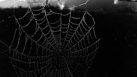 Cobweb Dew Black Web Picture