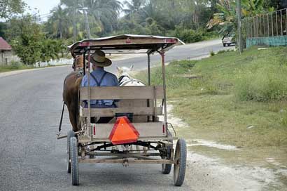 Central-America Carry Horse-Drawn-Carriage Belize Picture