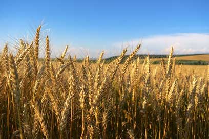 Field Gold Klosova Wheat Picture