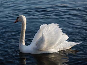 Swan Bird Water Sea Picture