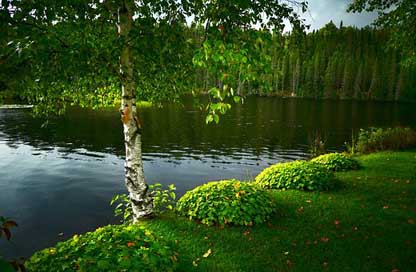 Birch Lake Tree Landscape Picture