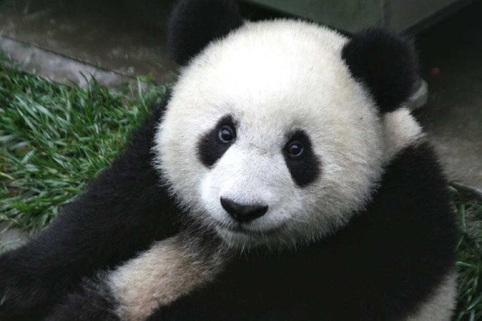 Zoo Wildlife Cub Panda