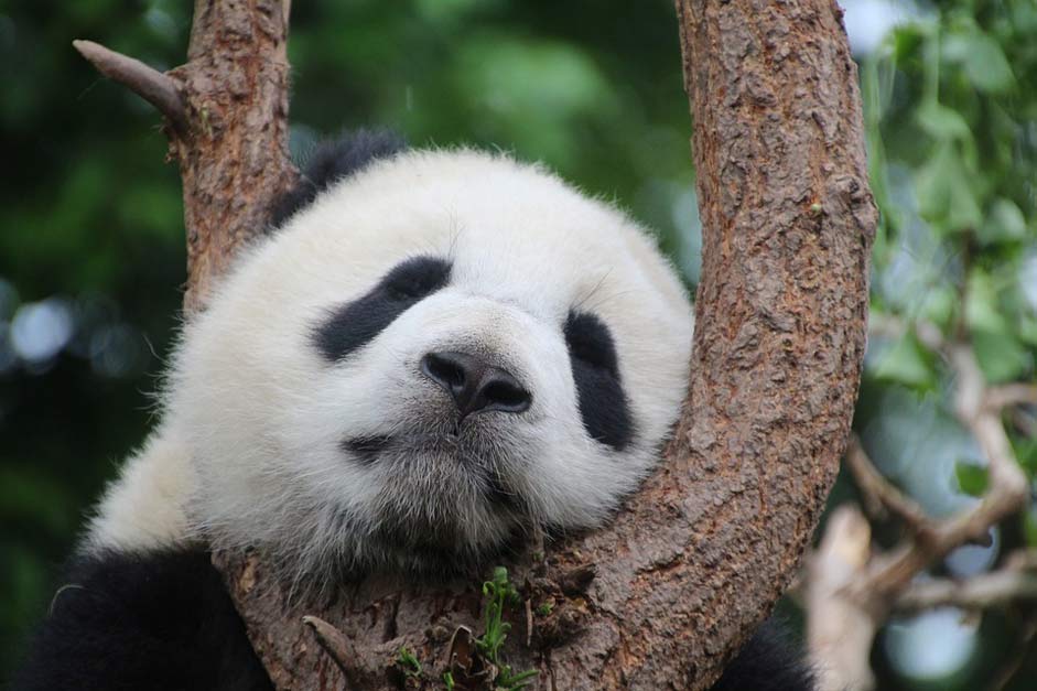 Rest Sleep Panda-Bear Panda