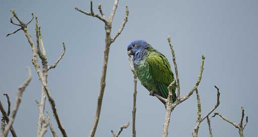 Ave Animal-Exotic Fauna Green-Parrot Picture