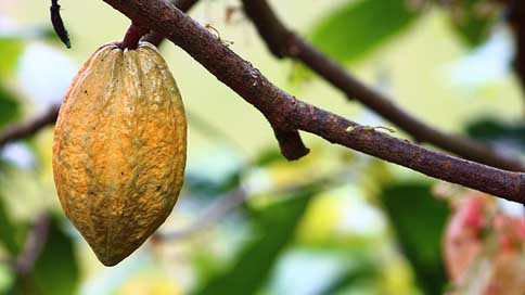 Cocoa Harvest Fruit Cultivation Picture