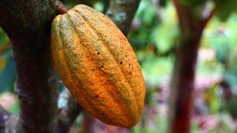 Cocoa Harvest Fruit Cultivation Picture