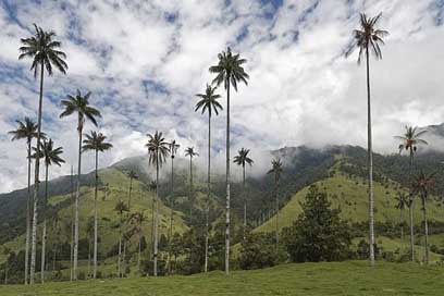 Colombia Wax-Palm-Trees Cocora-Valley Palm-Trees Picture