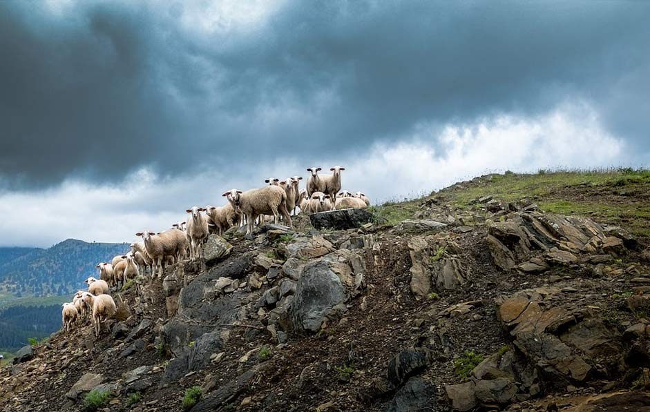 Clouds Hill Sheep Greece