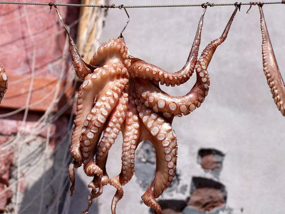 Meeresbewohner Fish Octopus Squid