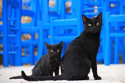 Cat Greece Black Two Picture