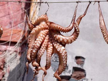 Squid Meeresbewohner Fish Octopus Picture