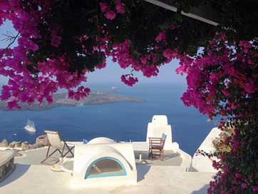 Island Flowers Santorini Greece Picture