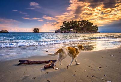 Sunset Wave Sea Dog Picture
