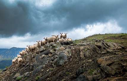 Greece Clouds Hill Sheep Picture