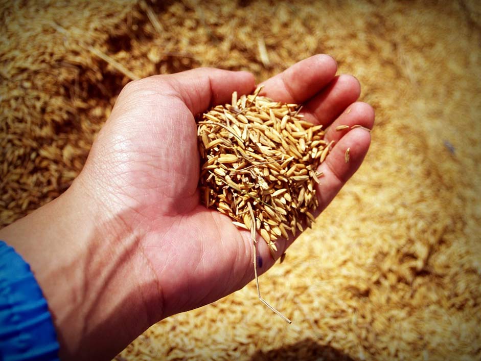 Grain Harvest Hand Rice