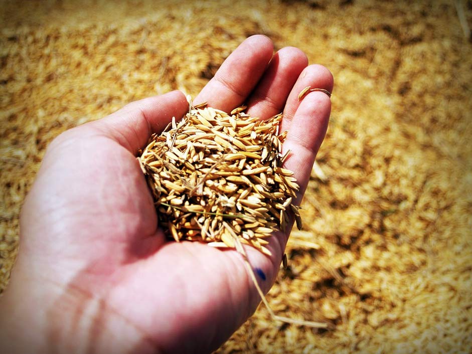 Grain Harvest Hand Rice