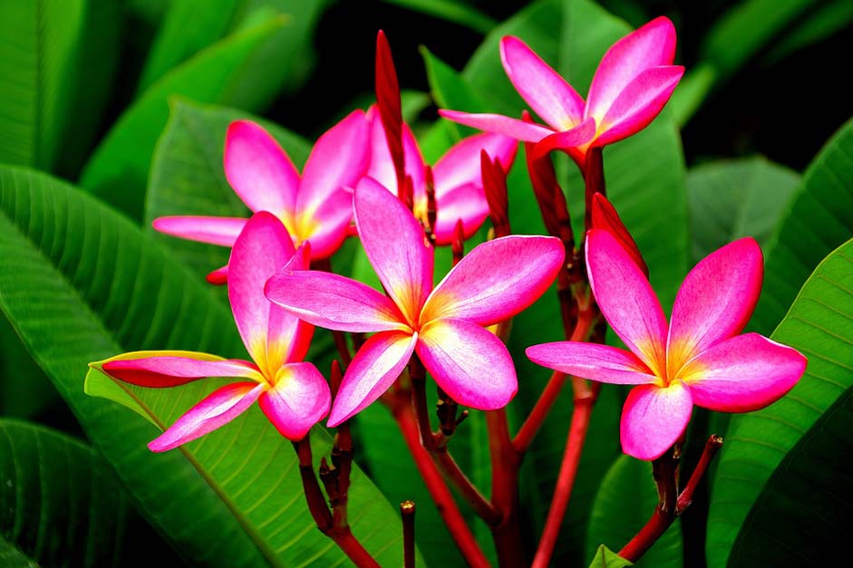  The-Plumeria-Flower-Style Lao-League The-Pink-Flowers