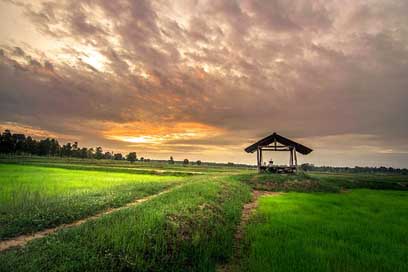 Home-Outside Rice Cornfield Thailand Picture