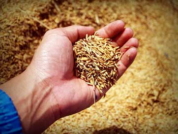Rice Grain Harvest Hand Picture