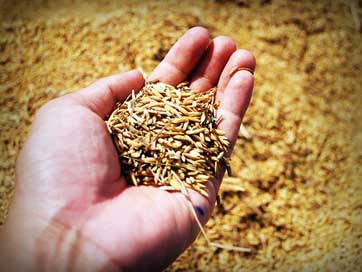 Rice Grain Harvest Hand Picture