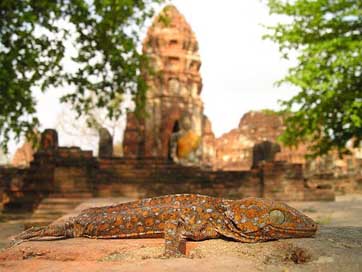 Lizard Buddhism Temple Reptile Picture