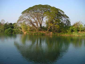 Laos Reflection Water Tree Picture