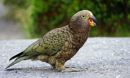 Kea New-Zealand Cheeky Mountain-Parrot Picture