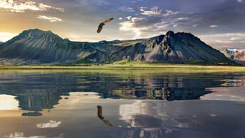 New-Zealand Bird Eagle Landscape Picture