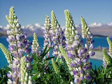 Lupinien Plant New-Zealand Nature Picture