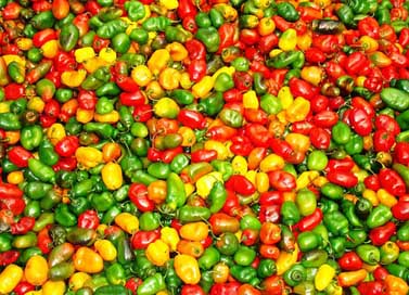 Farmers-Market Sweet Colorful Peppers Picture