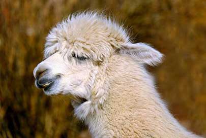 Alpaca Wool Creature Animal Picture