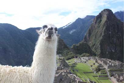 Llama Animal Peru Machu-Picchu Picture