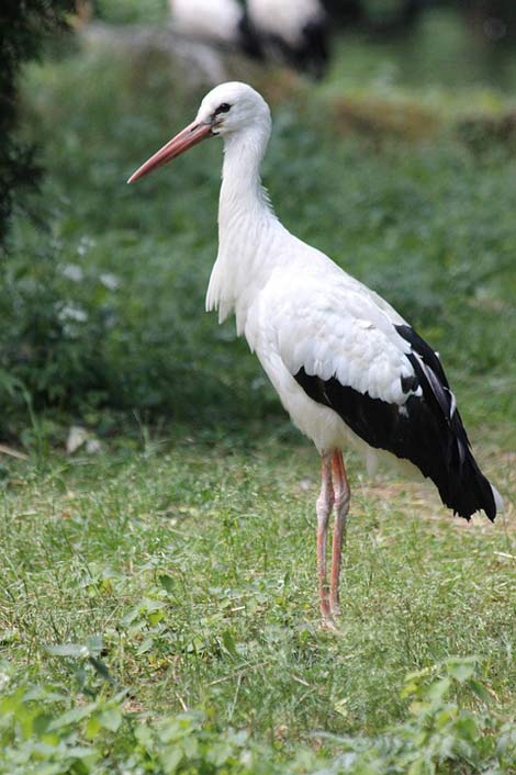 White Feathered-Race Bird Stork