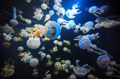 Singapore Underwater Jellyfish Aquarium Picture