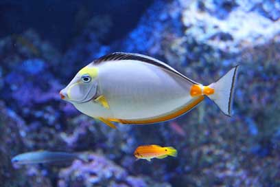Beautiful Fish Beautiful-Fish Aquarium Picture