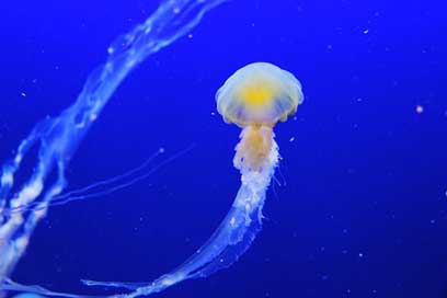 Jellyfish Aquarium Blue Fish Picture