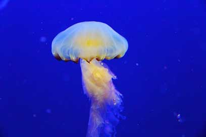 Jellyfish Aquarium Blue Fish Picture