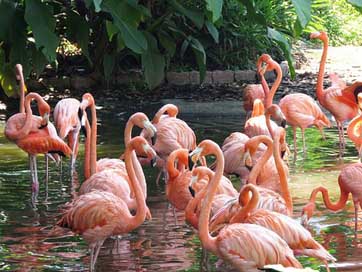 Flamingo Flamingos Exotic-Birds Water-Birds Picture